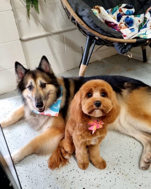 Absolute Cravings Pet Friendly Cafe Townsville