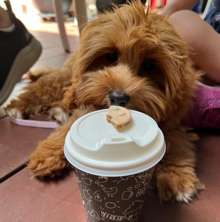 Absolute Cravings Pet Friendly Cafe Townsville
